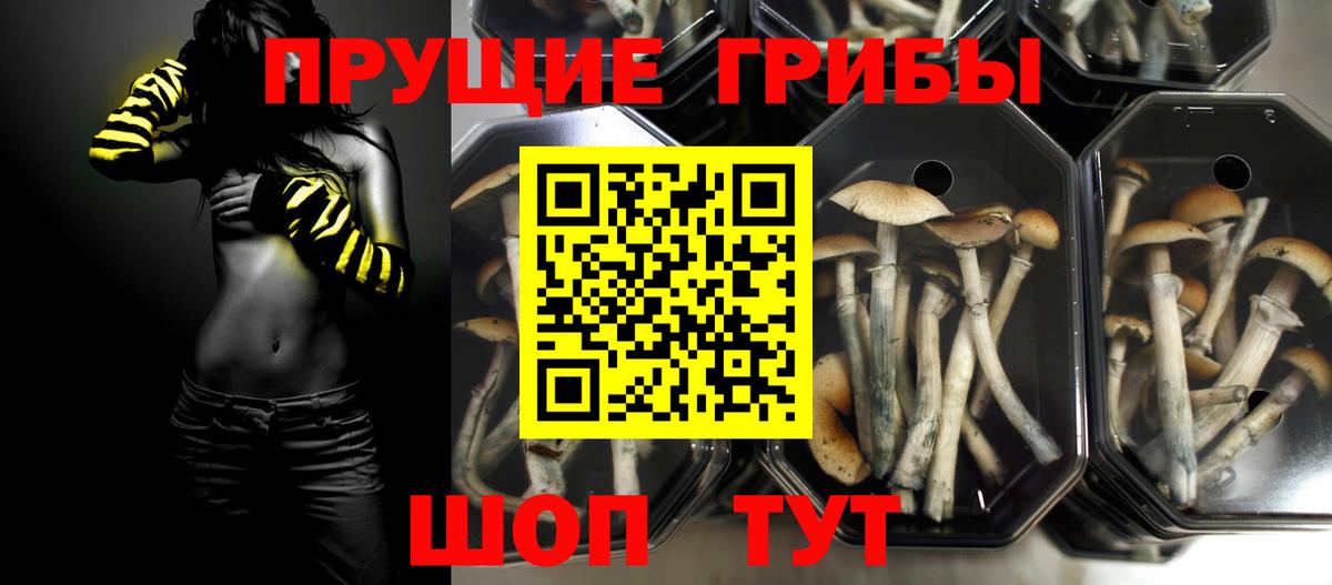 Галлюциногенные грибы Psilocybe Красный Сулин